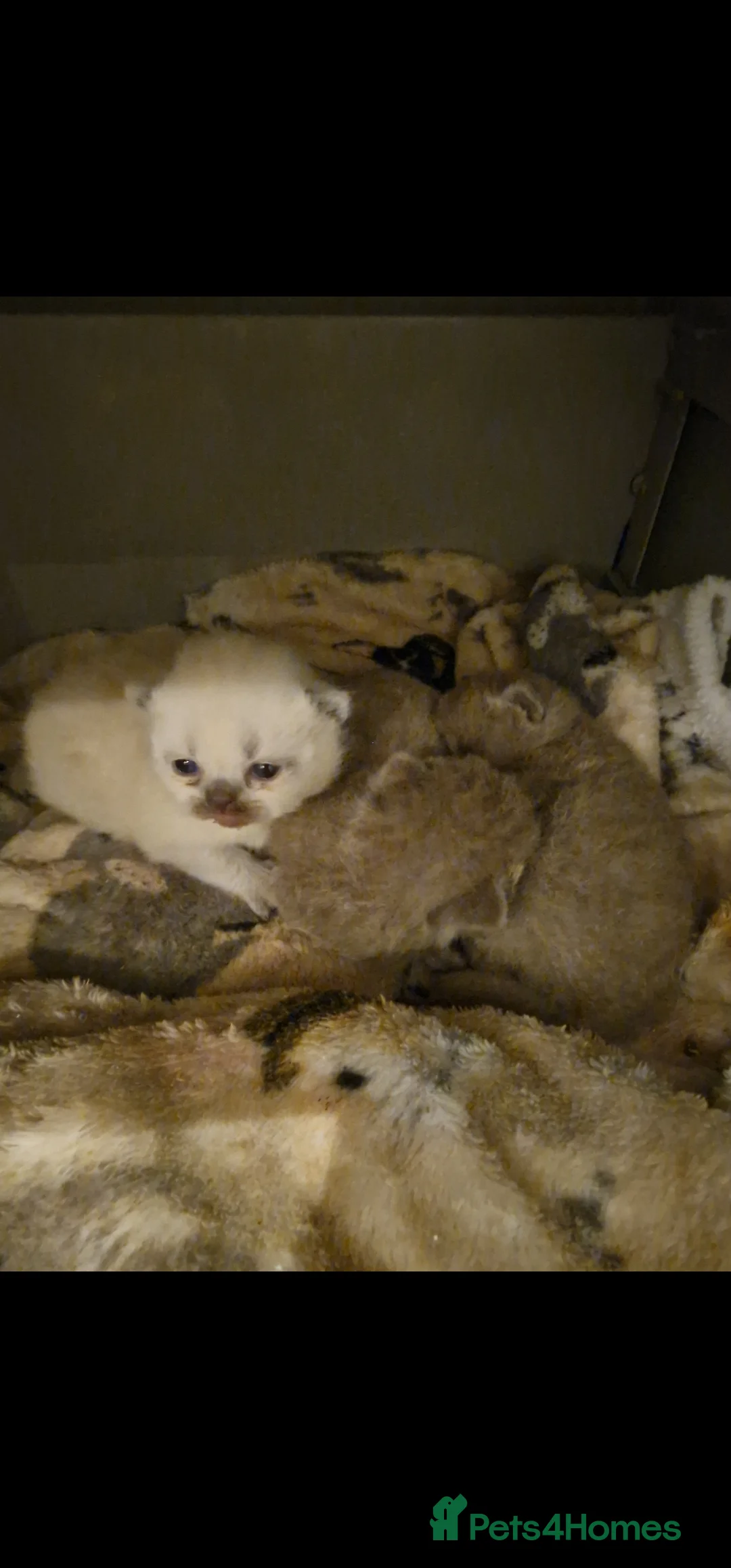 British Shorthair cats for sale: 3 british shorthair kittens - Advert 3