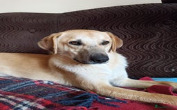 Mixed Breed dogs for adoption: 💙🐶 DAN 🐶💙 - Image 18