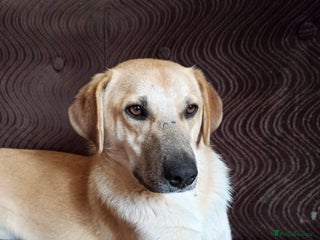 Mixed Breed dogs 💙🐶 DAN 🐶💙 - Advert 13