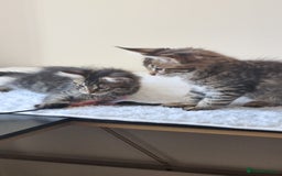 Maine Coon cats for sale: Ready to go now, Maine coon kittens - Image 15