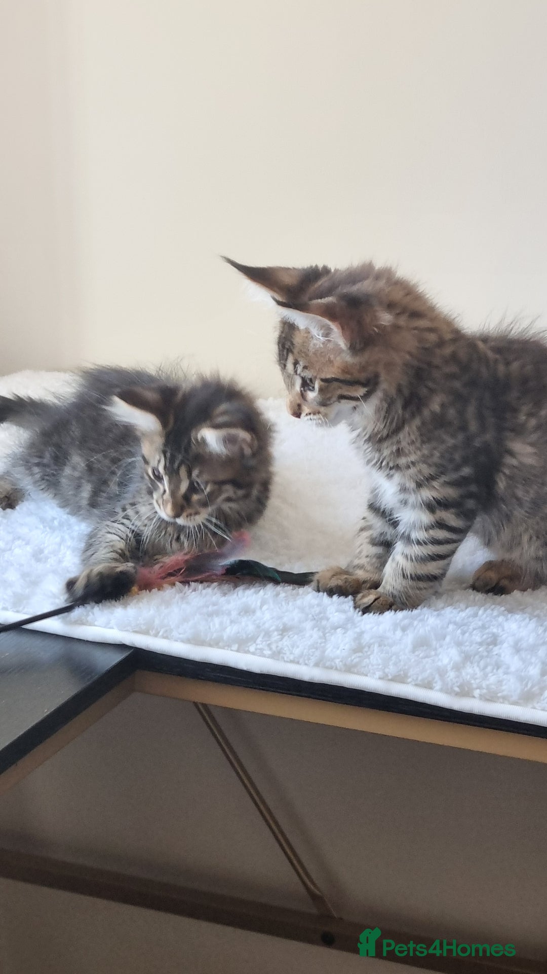 Maine Coon cats for sale: Ready to go now, Maine coon kittens - Image 15