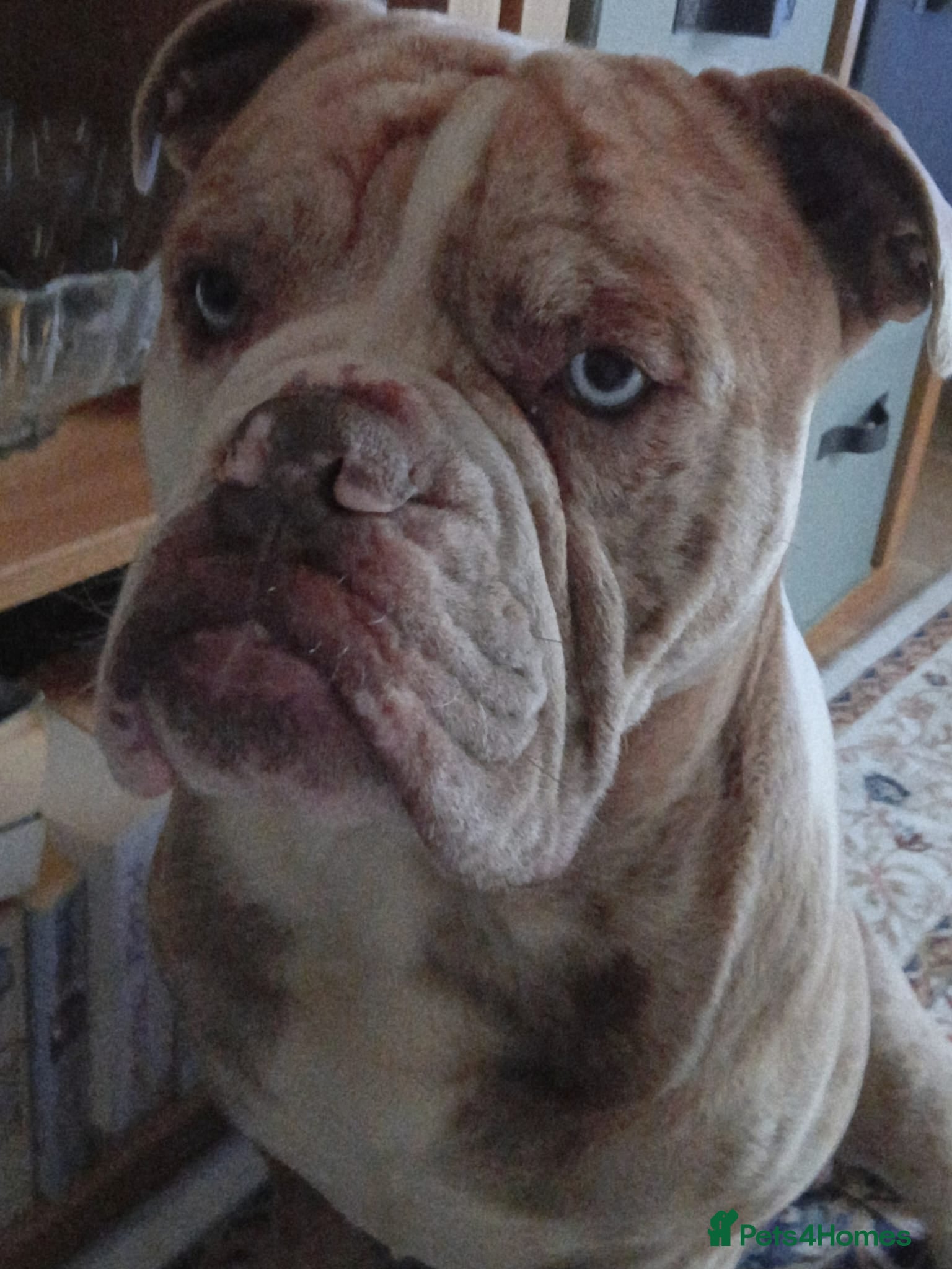 Olde English Bulldogge dogs Old English bulldog lilac Merle for stud  - Advert 1