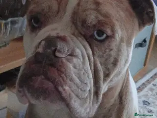 Olde English Bulldogge dogs Old English bulldog lilac Merle for stud - Advert 1