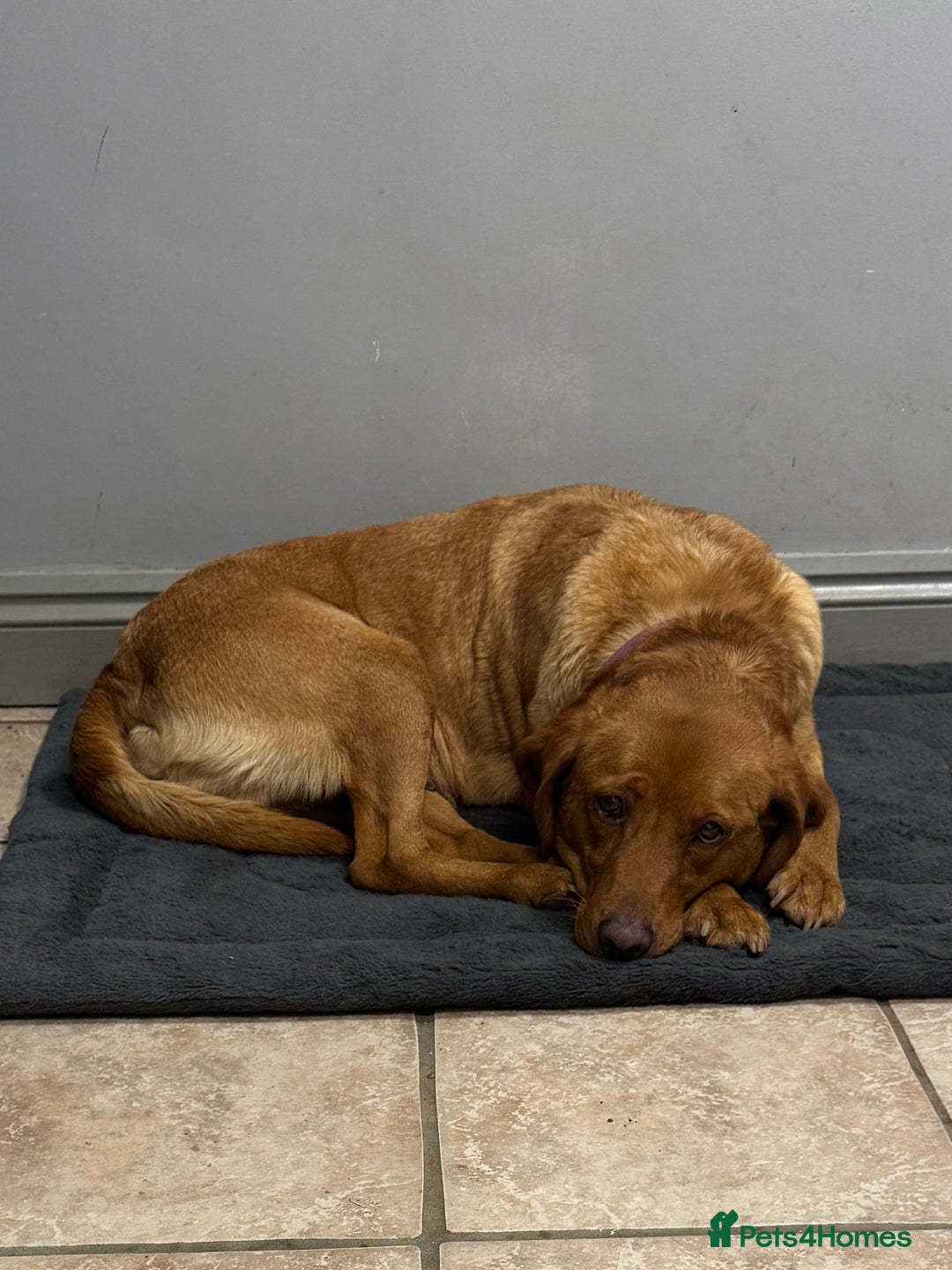 Labrador Retriever dogs for sale: Adult Fox Red Labrador Bitch Very Loving - Advert 5