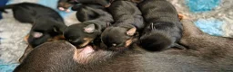 Jack Russell dogs for sale: Jack Russell Puppies for Sale - Advert 13