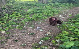 Cocker Spaniel dogs for sale: 1 year old working cocker  - Image 3