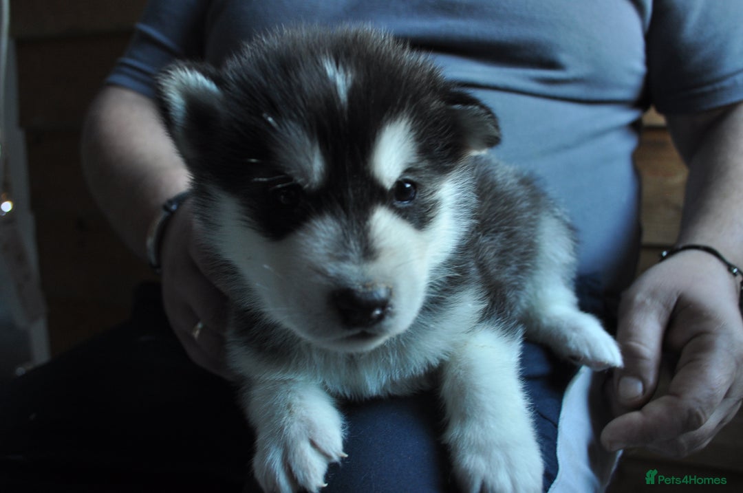 Alaskan Malamute dogs for sale: Alaskan Malamute Puppies - Advert 30