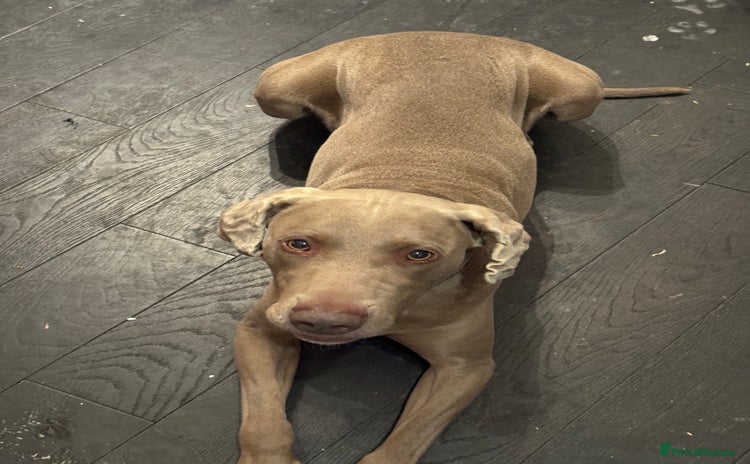 Weimaraner dogs - Advert 8
