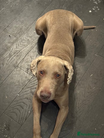 Weimaraner dogs - Advert 1