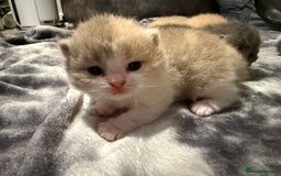 British Shorthair cats for sale: British shorthair kittens a rainbow of colours 😍 - Image 13