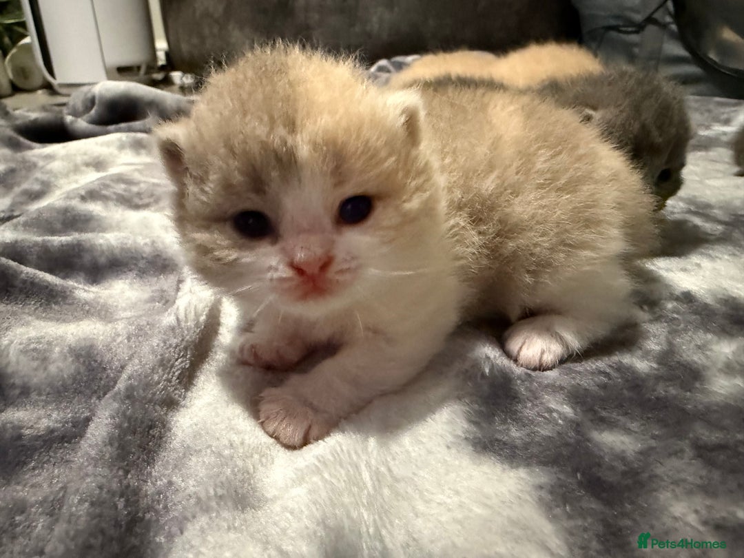 British Shorthair cats for sale: British shorthair kittens a rainbow of colours 😍 - Image 13