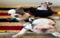 French Bulldog dogs for sale: French Bulldog Puppies  - Image 11