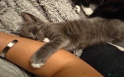 Domestic Shorthair cats for sale: Loving kittens - Image 22