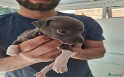 Italian Greyhound dogs for sale: Classic Italian greyhound babies  - Image 13