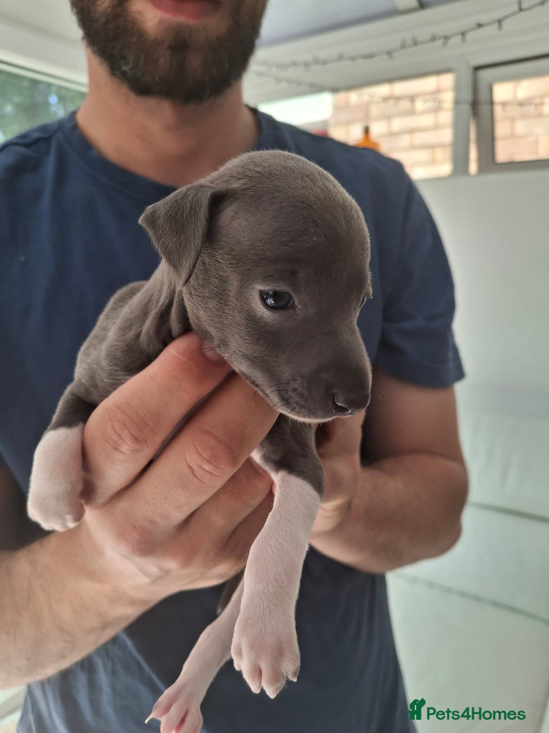 Italian Greyhound dogs for sale: Classic Italian greyhound babies  - Image 13