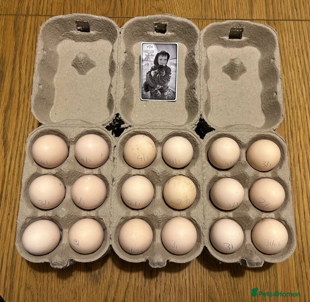 Chickens poultry for sale: 5 Day Old Silkie Chicks - Advert 4