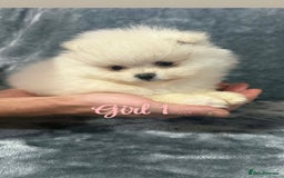 Pomeranian dogs for sale: Teddy bear optic white Pomeranians puppies - Advert 29