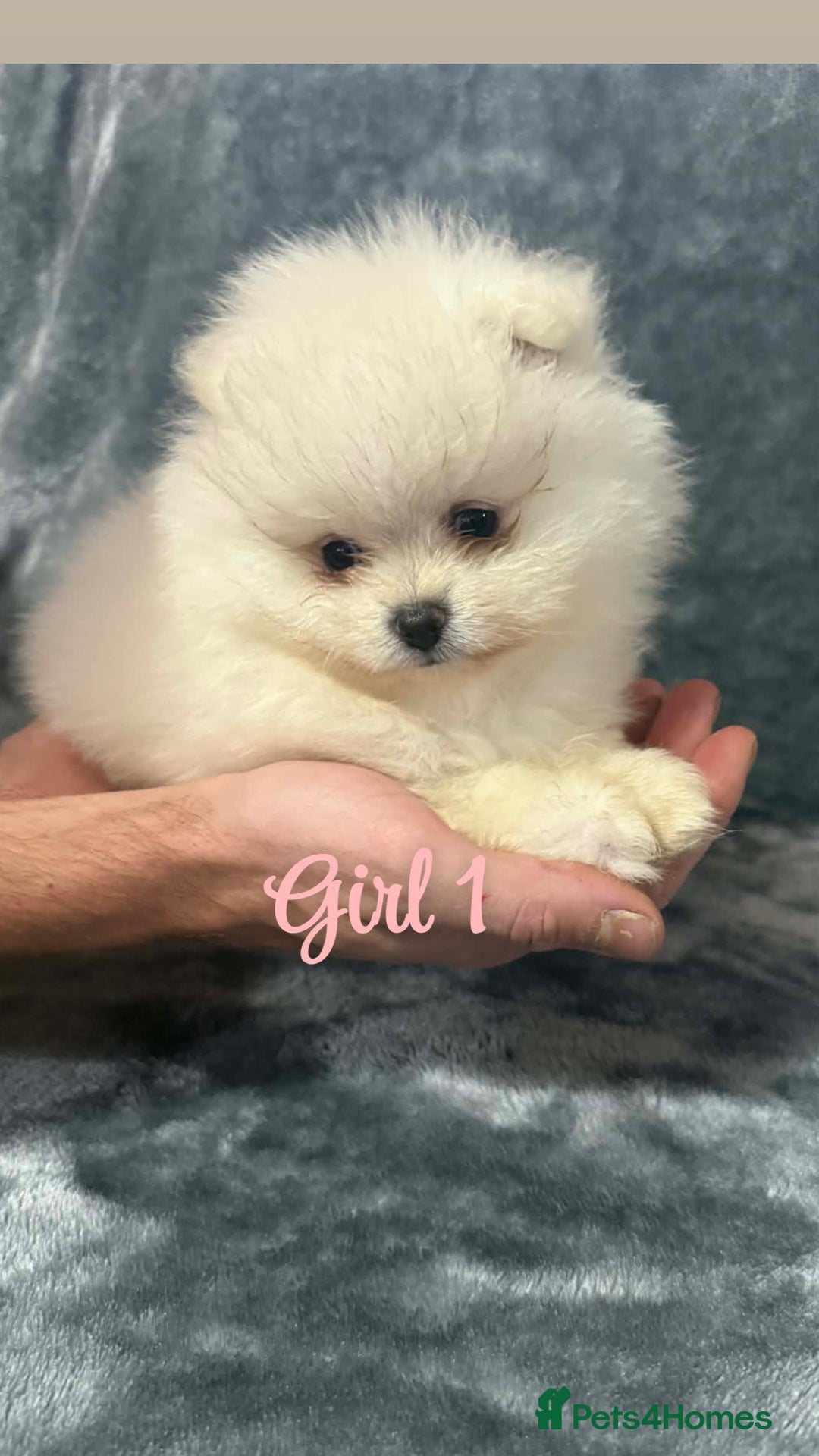 Pomeranian dogs for sale: Teddy bear optic white Pomeranians puppies - Advert 29