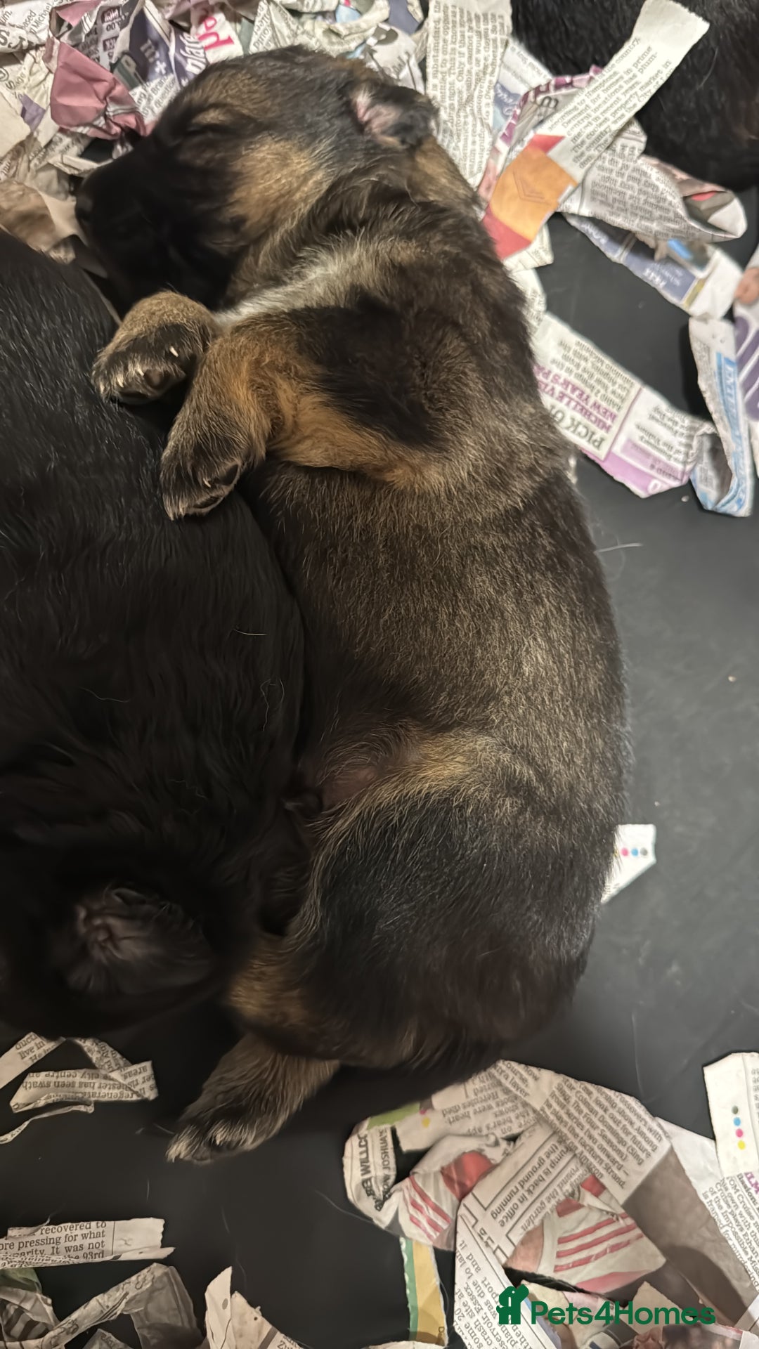 German Shepherd dogs for sale: German shepherd puppies  - Advert 15