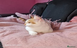 Mixed Breed cats for sale: Kitten - Image 10