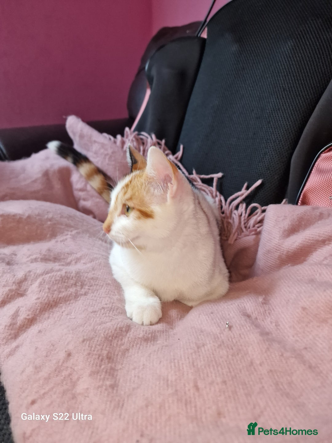 Mixed Breed cats for sale: Kitten - Image 10