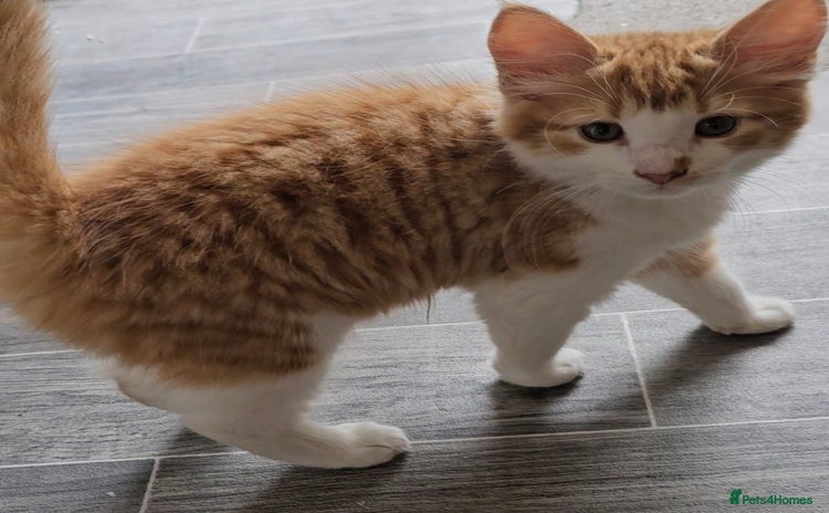 Mixed Breed cats - Advert 14