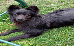 Mixed Breed dogs for adoption: 💖🐶 LILU JET 🐶💖 - Image 19