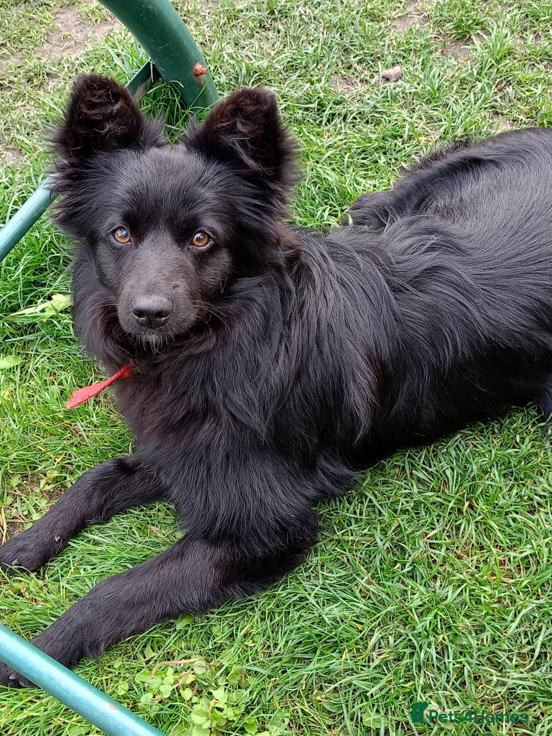 Mixed Breed dogs for adoption: 💖🐶 LILU JET 🐶💖 - Image 19