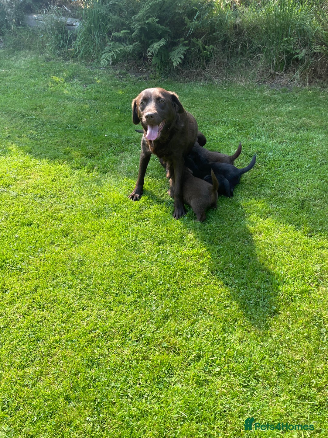 Borador dogs for sale: Lab x collie puppies  - Image 17