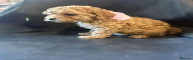 Miniature Poodle Puppy 4
