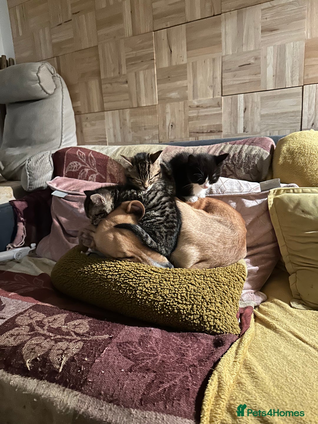 British Shorthair cats for sale: 3 Kittens - Advert 3