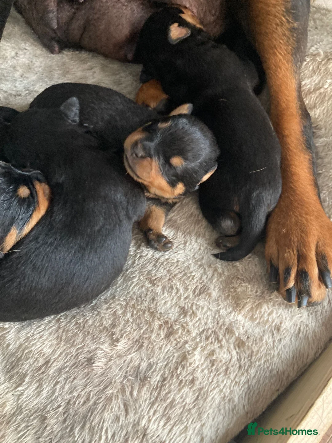 Rottweiler dogs for sale: Chunky Rottweiler puppies  - Advert 13