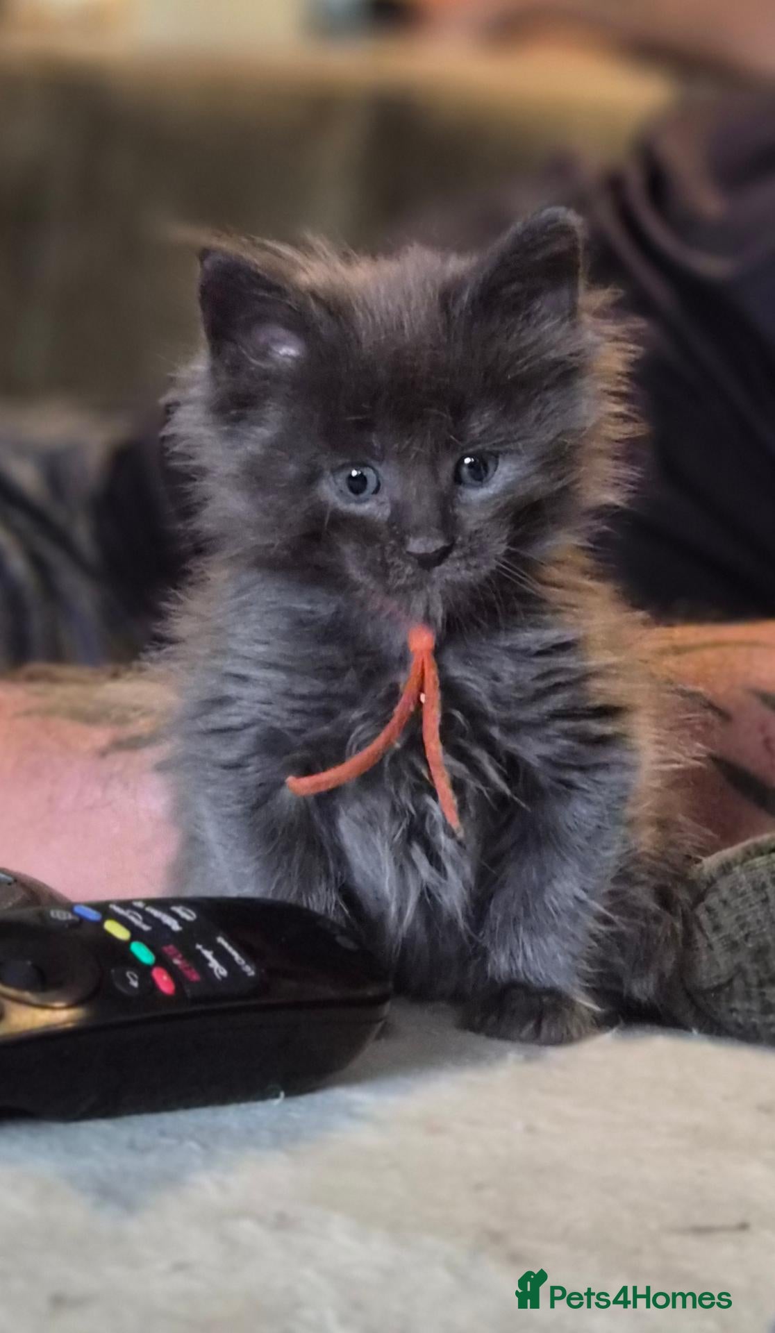 Maine Coon cats Maine coon pedigree kittens  - Advert 13