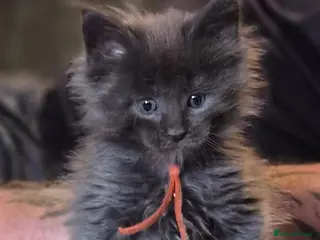 Maine Coon cats Maine coon pedigree kittens - Advert 13