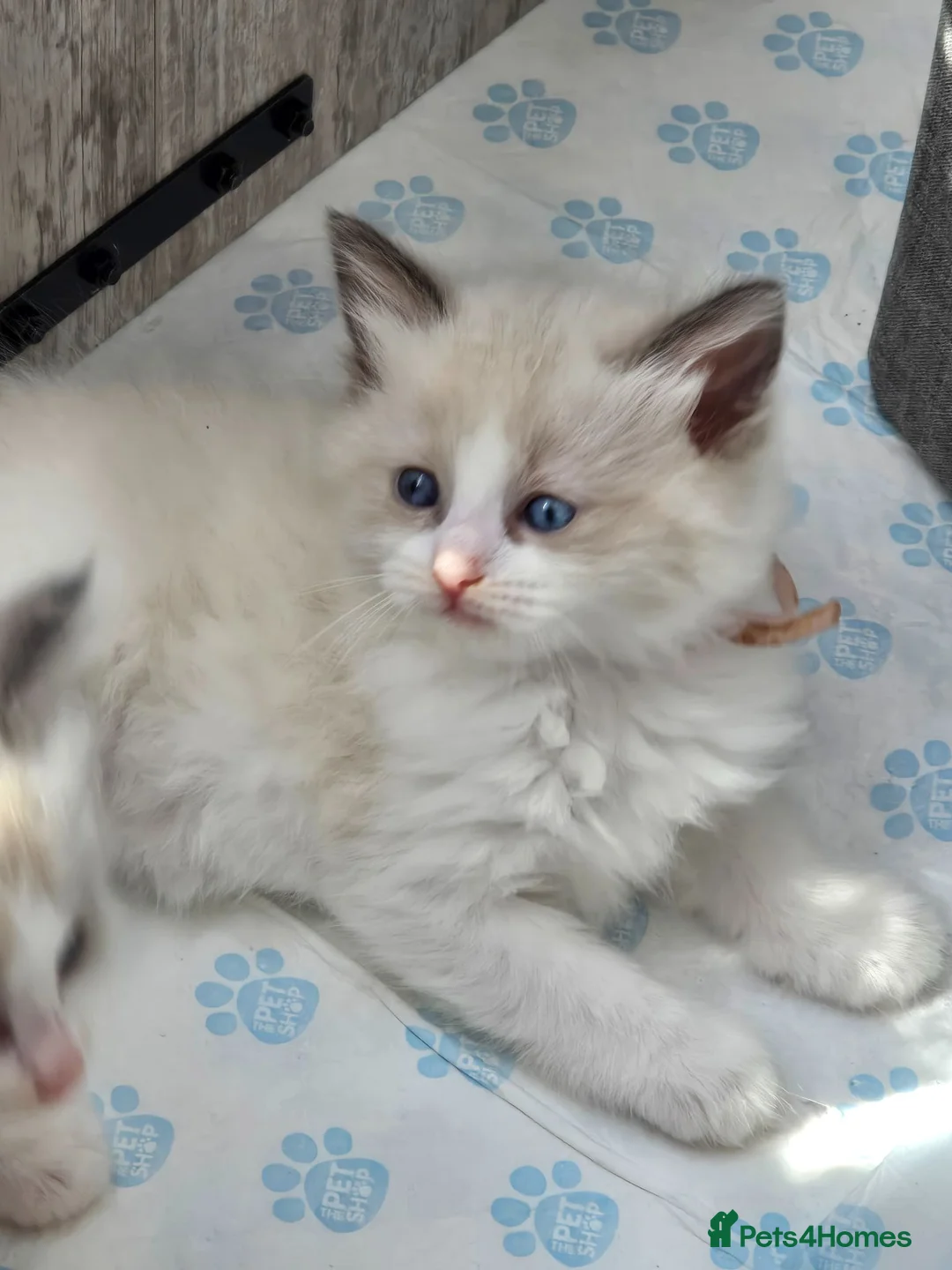 Ragdoll cats for sale: ​ Exceptional Ragdoll Kittens – Stunning Bicolor - Advert 2