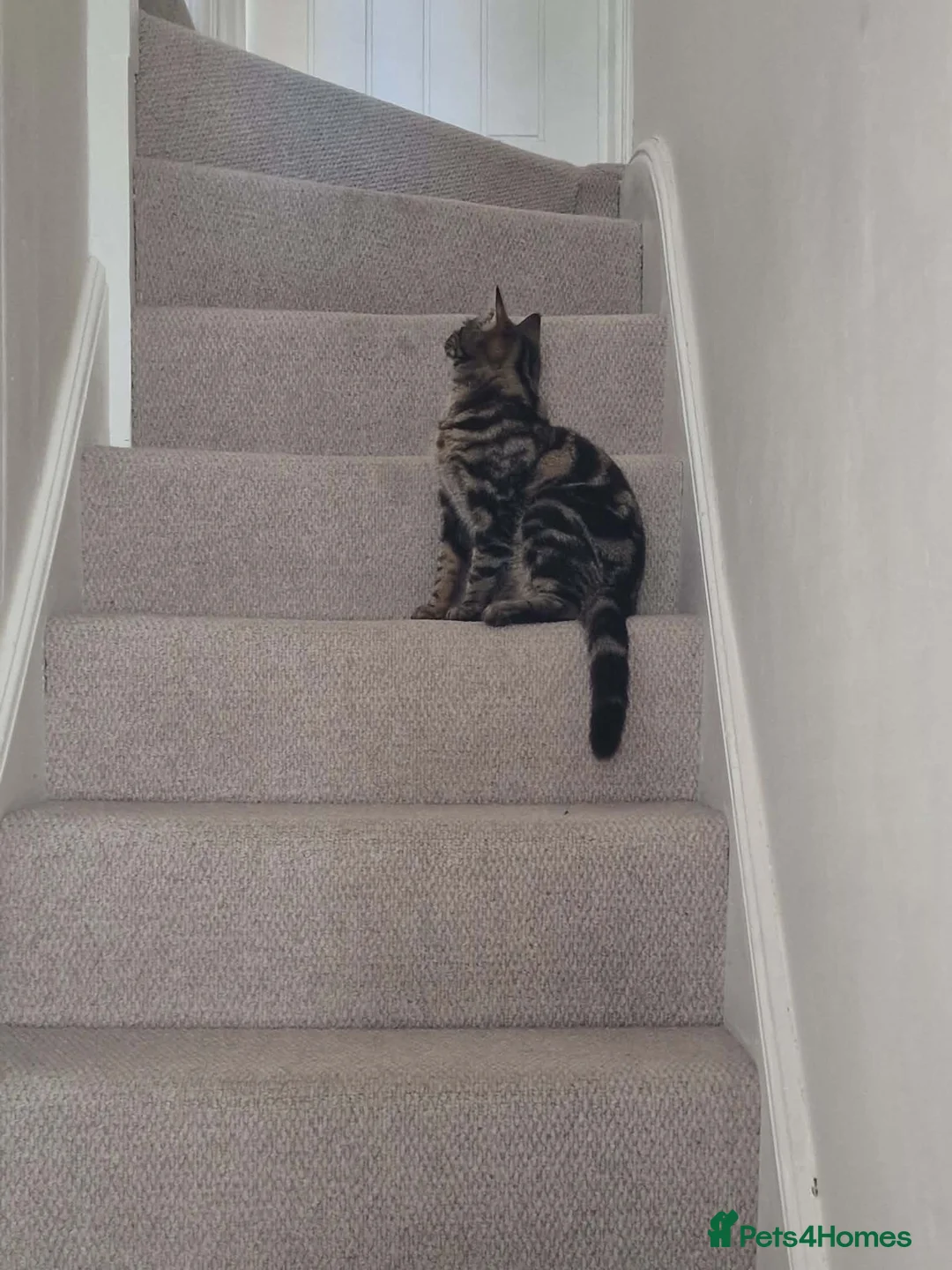 Mixed Breed cats for sale: Miss Ciara - Advert 2