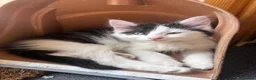 Turkish Angora cats for sale: Poppy ready to find a loving home  - Advert 3