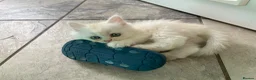 Persian cats for sale: Persian kittens in Rugby - Advert 10