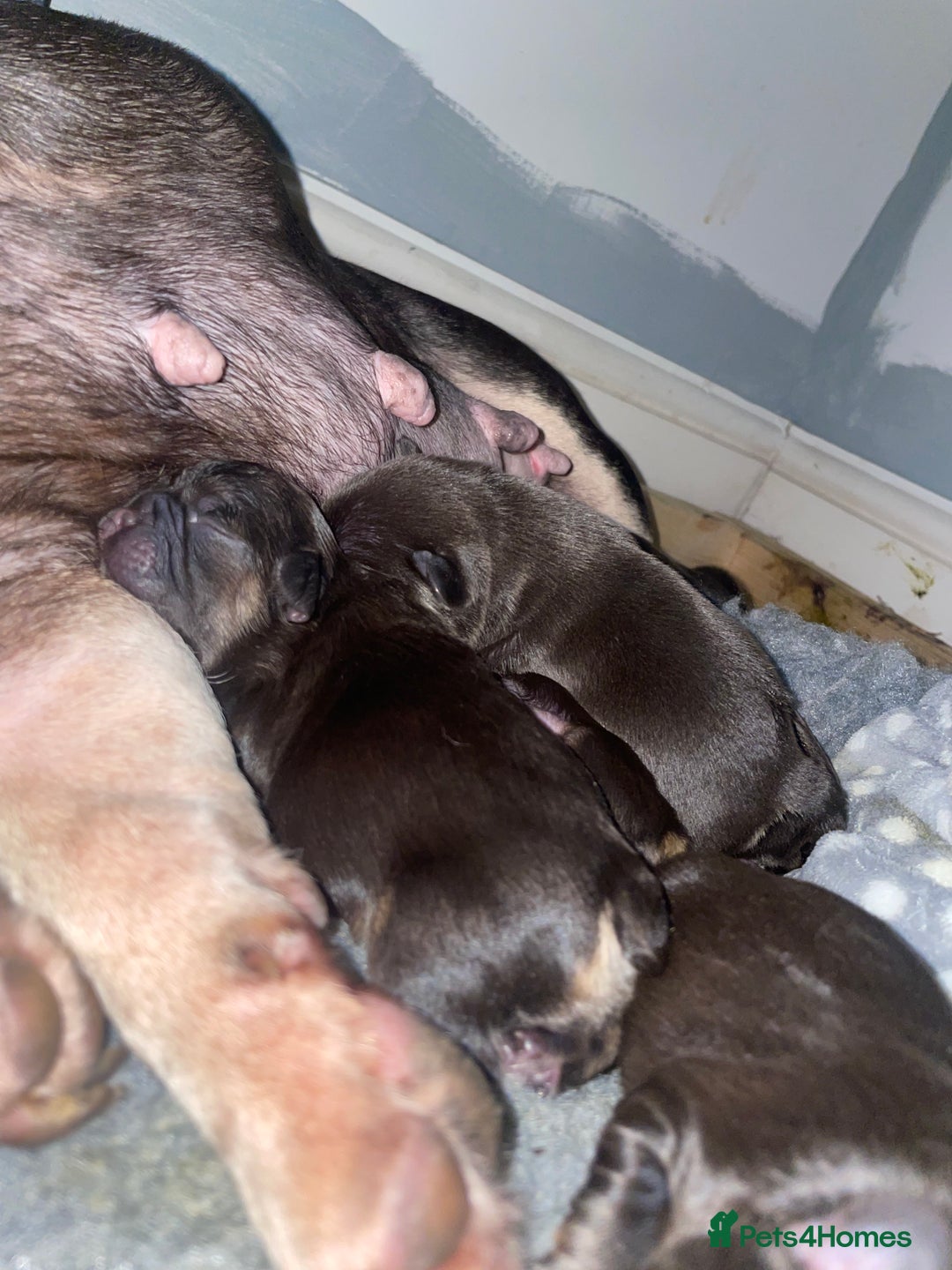 French Bulldog dogs for sale: 💕Gorgeous Fluffy Frenchies💖✅ - Image 5