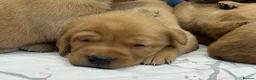Labrador Retriever dogs for sale: Beautiful fox red Labrador puppies for sale in Gloucester - Advert 8