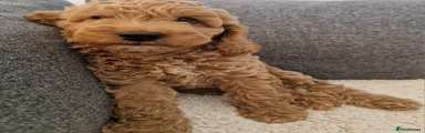 Cockapoo 3