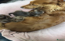 Miniature Dachshund dogs for sale: Miniature long haired dachshund puppies  - Image 6