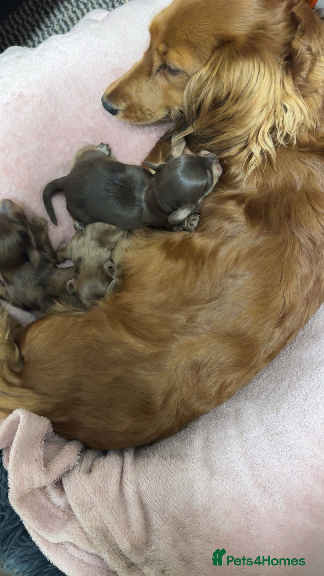 Miniature Dachshund dogs for sale: Miniature long haired dachshund puppies  - Image 6