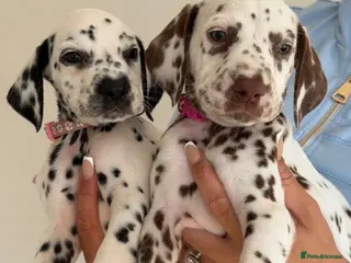 Dalmatian dogs 🐾🏆2 FEMALES AVAILABLE! Dalmatian puppies🏆🐾 - Advert 2