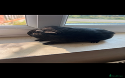 Guinea Pig rodents for sale: Beautiful, pure black baby guinea pig - Image 2