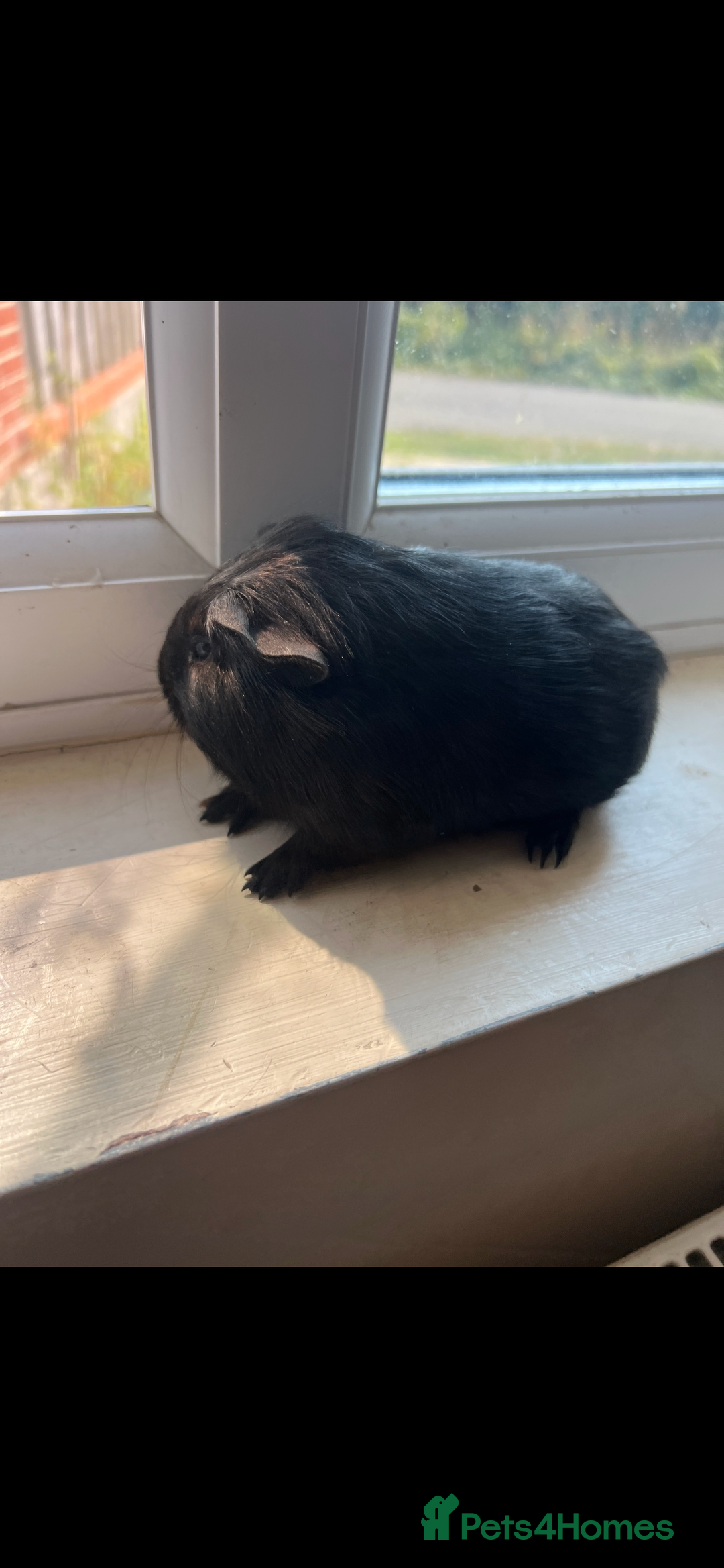 Guinea Pig rodents for sale: Beautiful, pure black baby guinea pig - Image 2