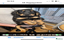 Mixed Breed dogs for sale: Jackapoo springer spaniel dashhound - Image 4