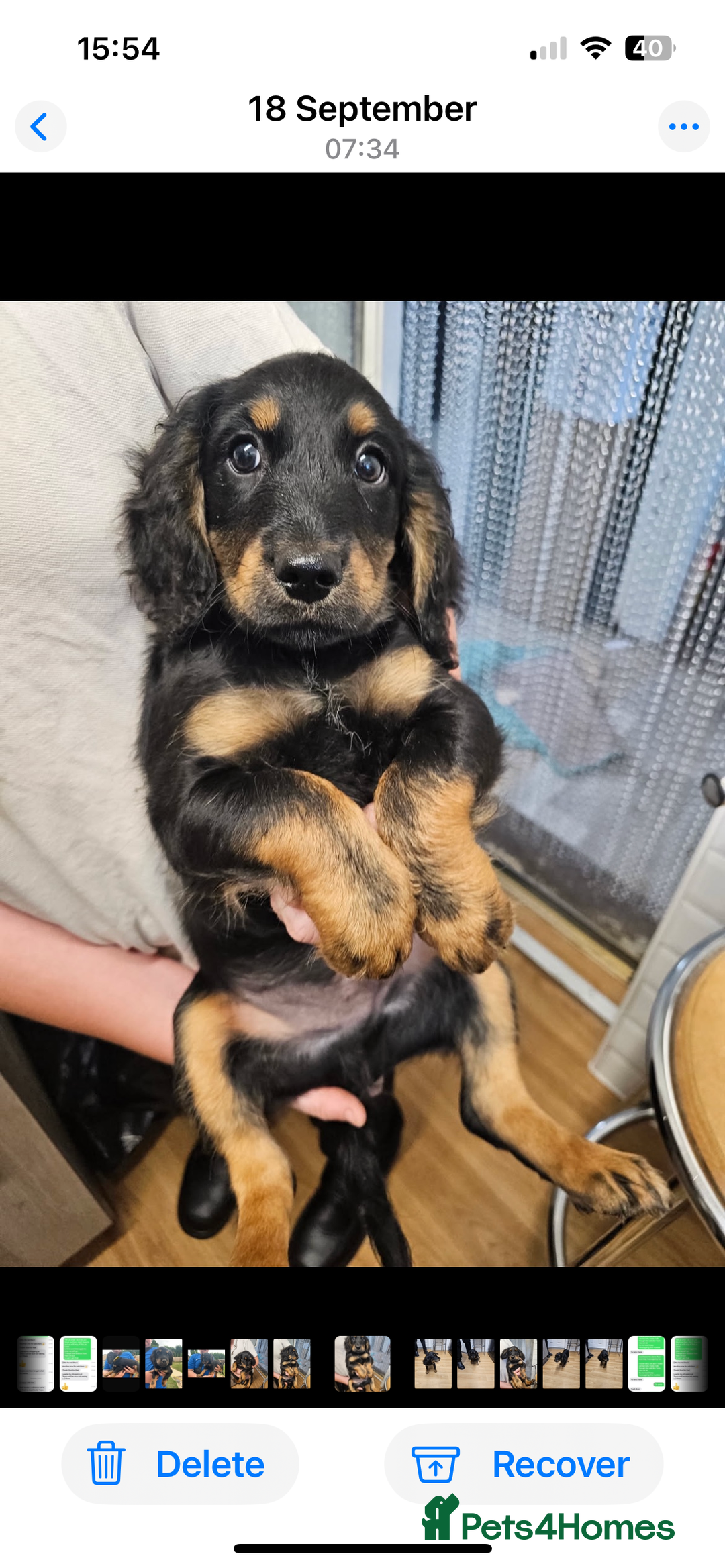 Mixed Breed dogs for sale: Jackapoo springer spaniel dashhound - Image 4