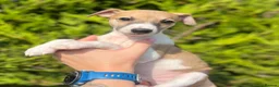 Whippet dogs for sale: One boy, Kennel club registered. - Advert 1