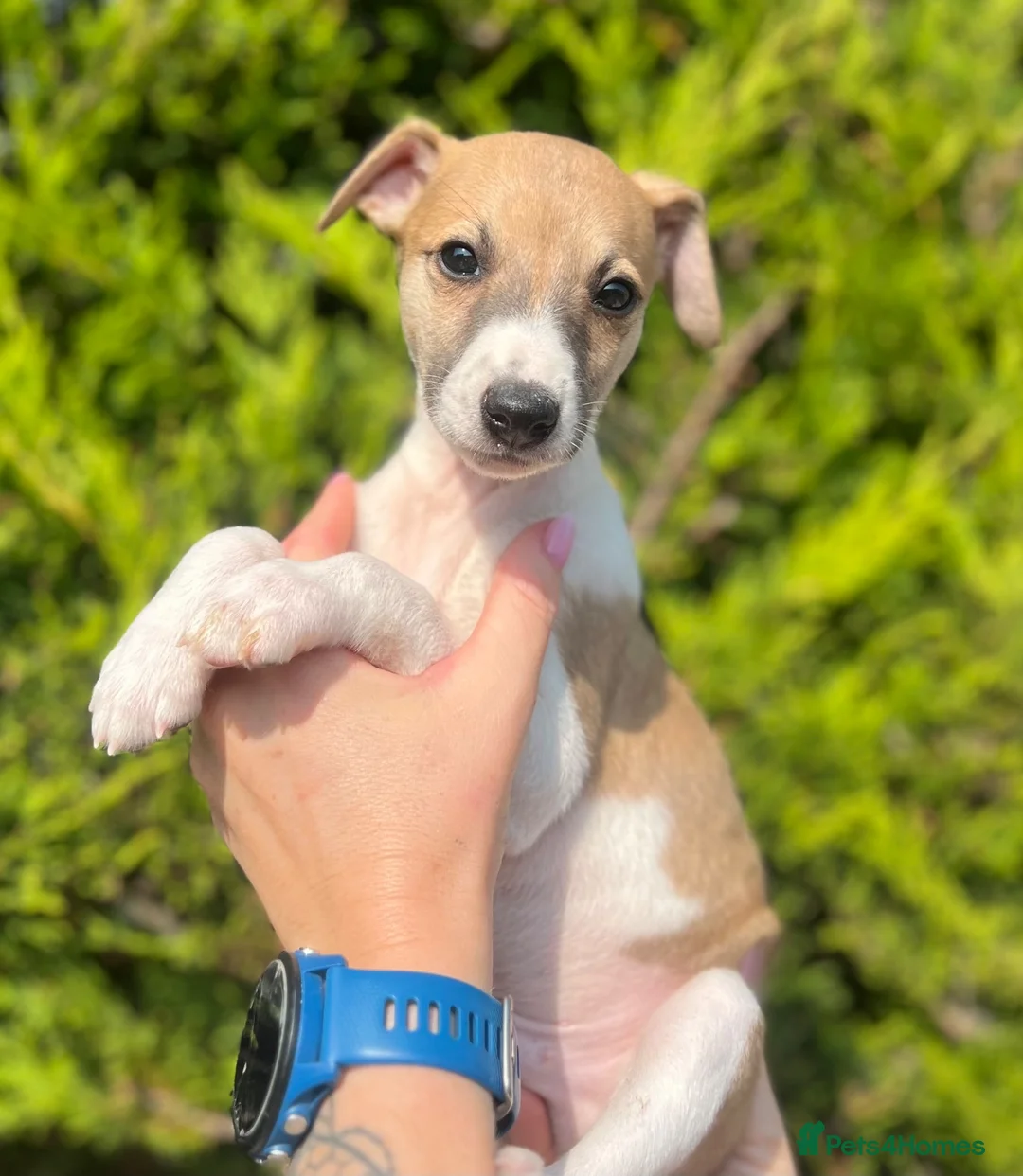 Whippet dogs for sale: One boy, Kennel club registered. - Advert 1